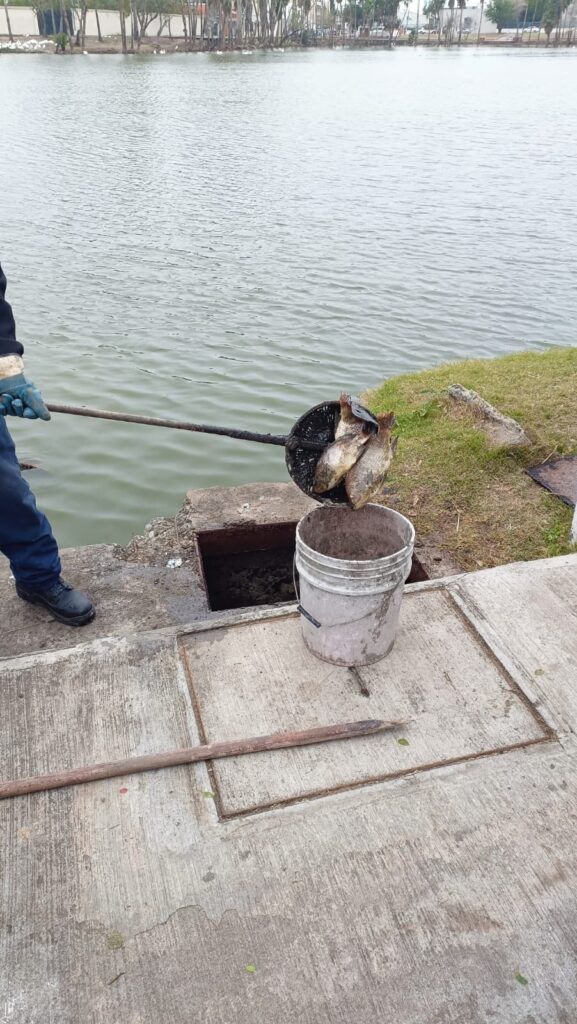 Retiran peces muertos del Laguito en Matamoros debido a las bajas temperaturas