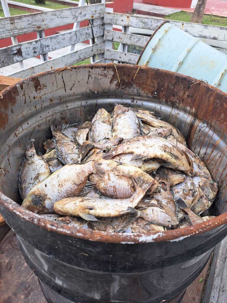 Retiran peces muertos del Laguito en Matamoros debido a las bajas temperaturas