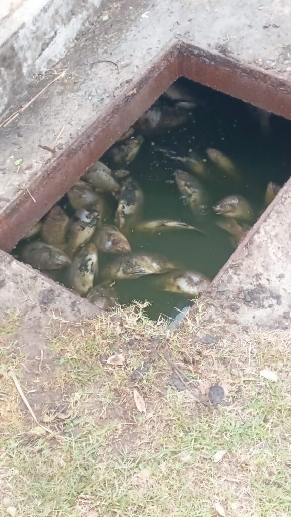 Retiran peces muertos del Laguito en Matamoros debido a las bajas temperaturas