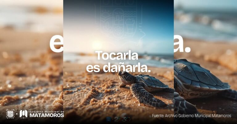 Gobierno Municipal exhortó a respetar y proteger a las tortugas marinas