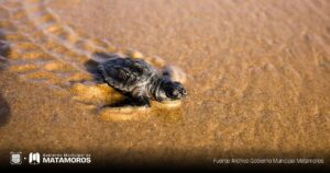 Gobierno de Matamoros y comunidad se unen para Proteger a las Tortugas Loras