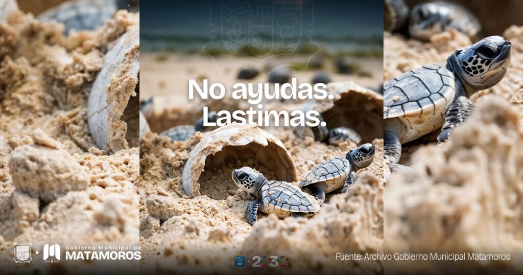 A las tortugas no las ayudes, déjalas ser