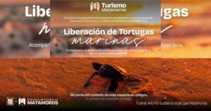 Gobierno de Matamoros invita a la liberación de tortugas Marinas en Playa Bagdad
