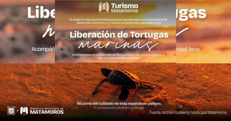 Gobierno de Matamoros invita a la liberación de tortugas Marinas en Playa Bagdad